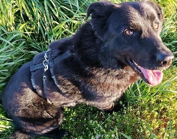 Connor, cerca casa (adozione del cuore) Foto 8